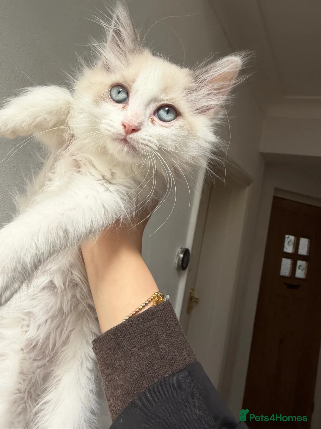 British Shorthair cats for sale: Stunning fluffy kittens ready for you loving home - Advert 2