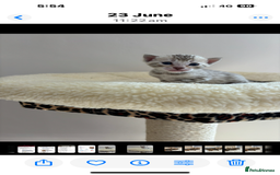 Bengal cats for sale: 😻Tica Best Bengal UK sired Kittens 🏆 🐾 🐱  - Image 28