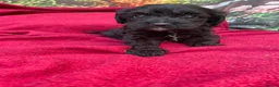 Cockapoo dogs for sale: American cockapoos - yankydoodles - Advert 36