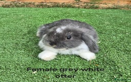 Mini Lop rabbits for sale: Baby mini lop rabbits for sale - Image 3