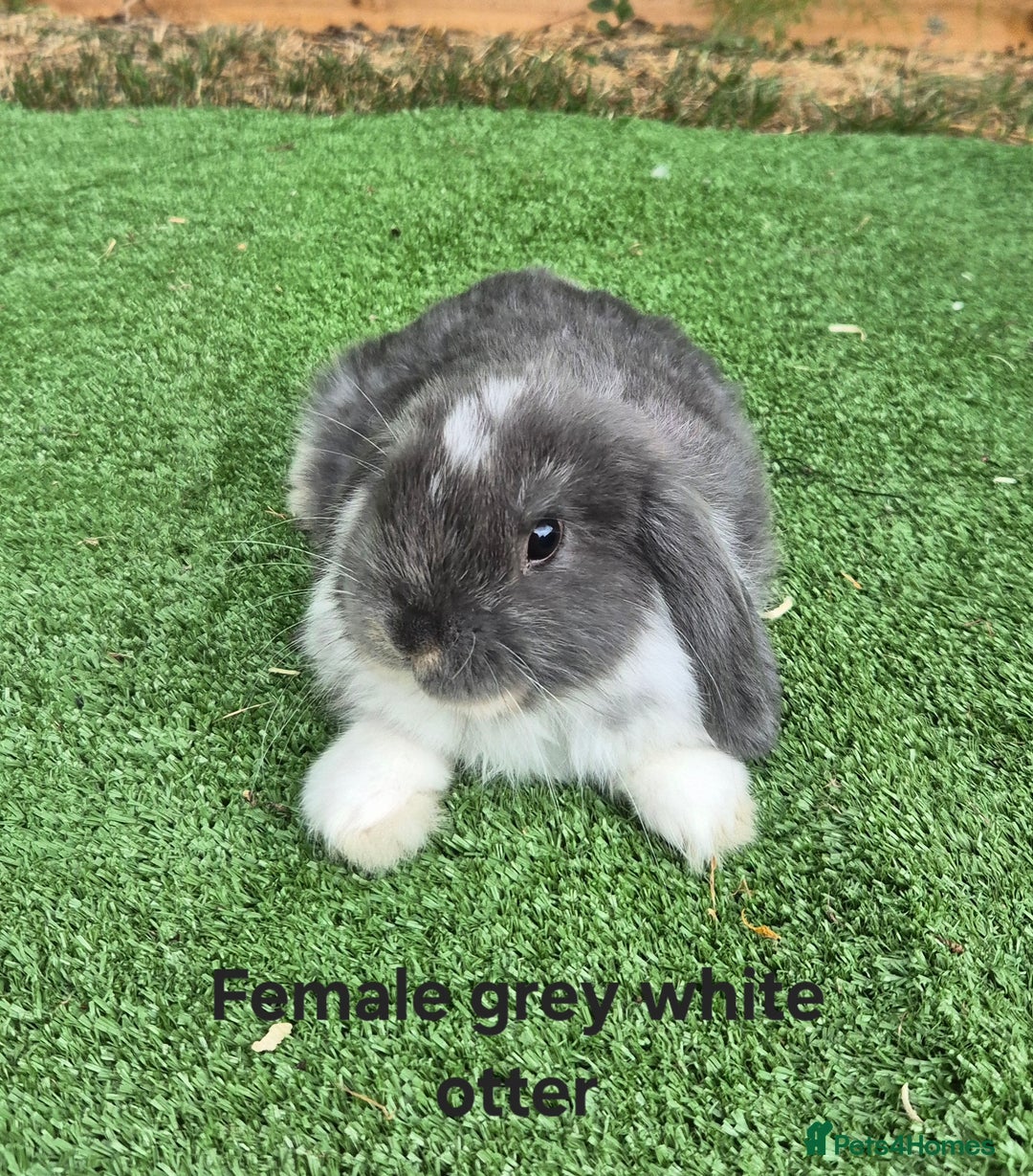 Mini Lop rabbits for sale: Baby mini lop rabbits for sale - Image 3