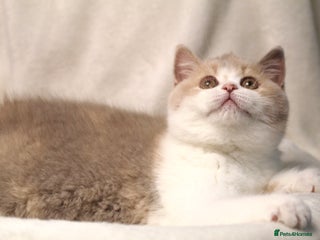 British Shorthair cats 🐾Lilac Tortie &White GCCF Registered BSH Kitten🐾 - Advert 16