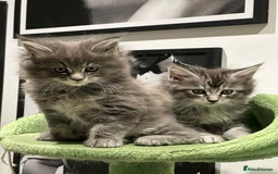 Maine Coon cats for sale: Stunning Mainecoon Kittens - Image 23