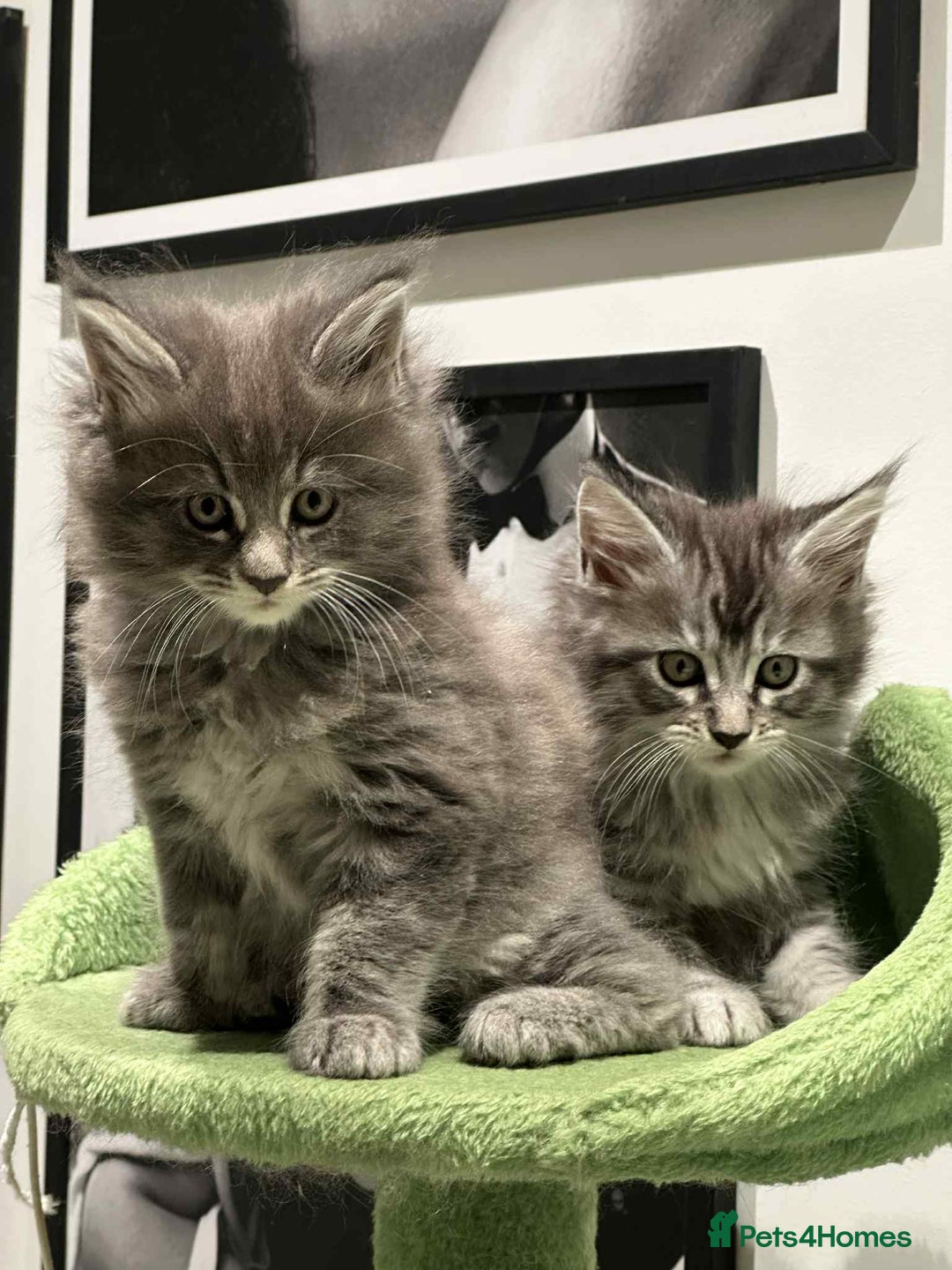 Maine Coon cats for sale: Stunning Mainecoon Kittens - Image 23