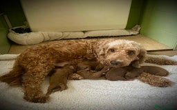 Cockapoo dogs for sale: Fabulous F1b Fox Red Cockapoo Health Cleared - Image 39