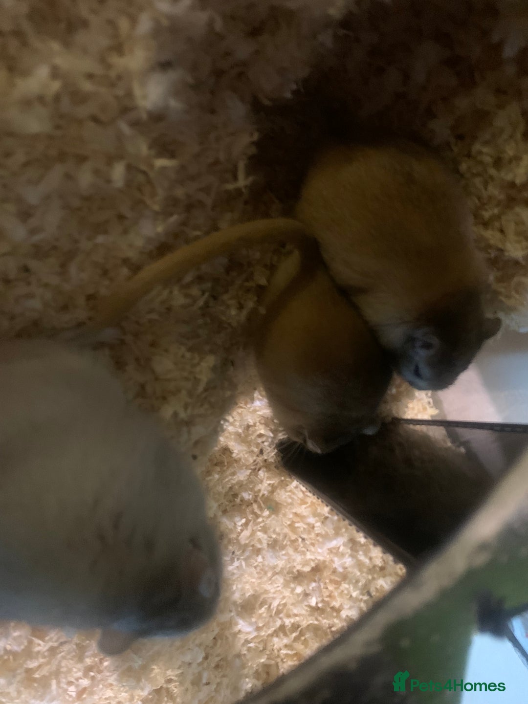 Gerbil rodents for sale: 3 male gerbils - Image 21
