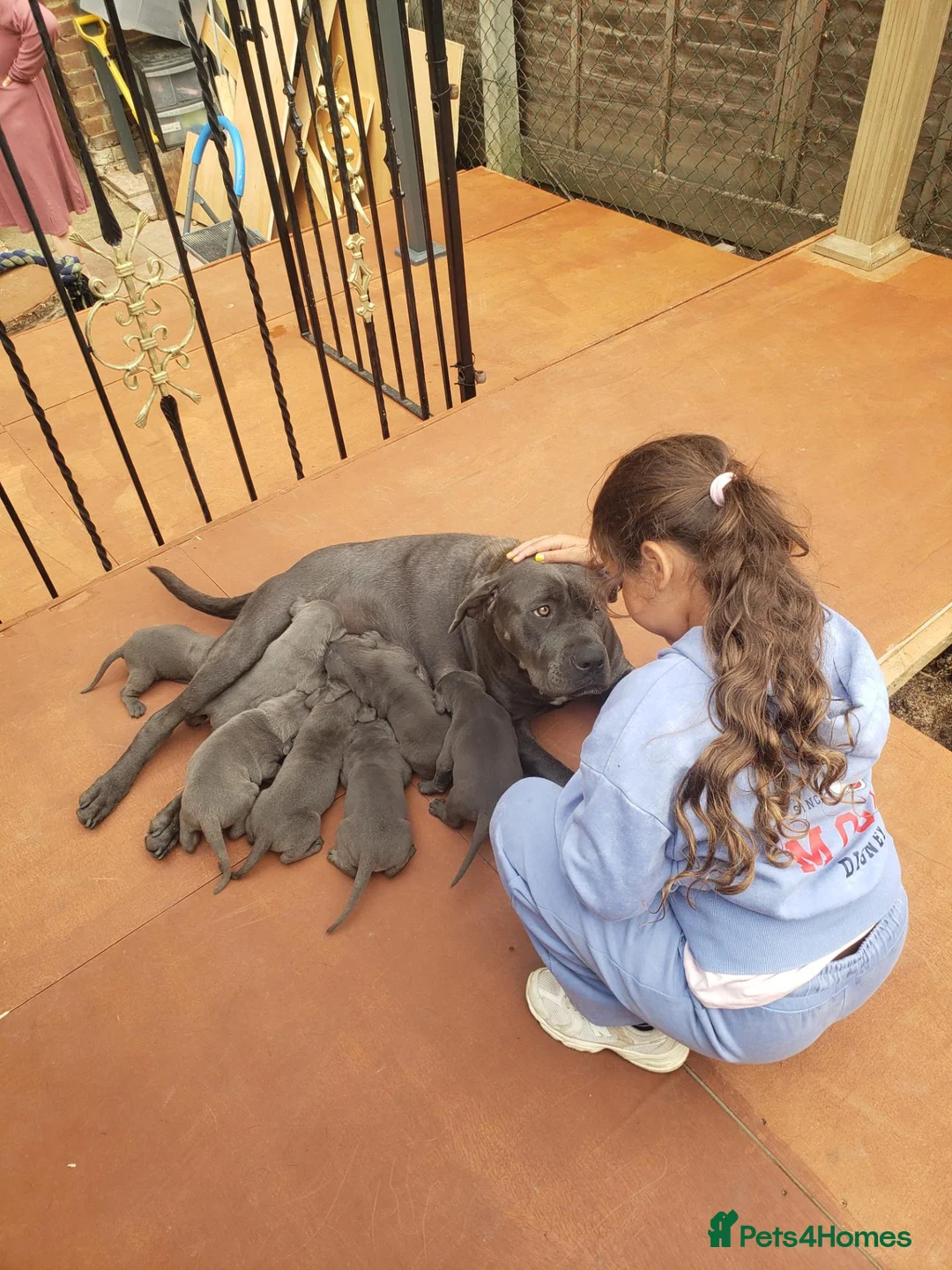 Cane Corso dogs for sale: Cane corso blue in Gillingham - Advert 1