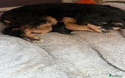 Cavapoo dogs for sale: F1b Cavapoo puppies for sale! - Image 8