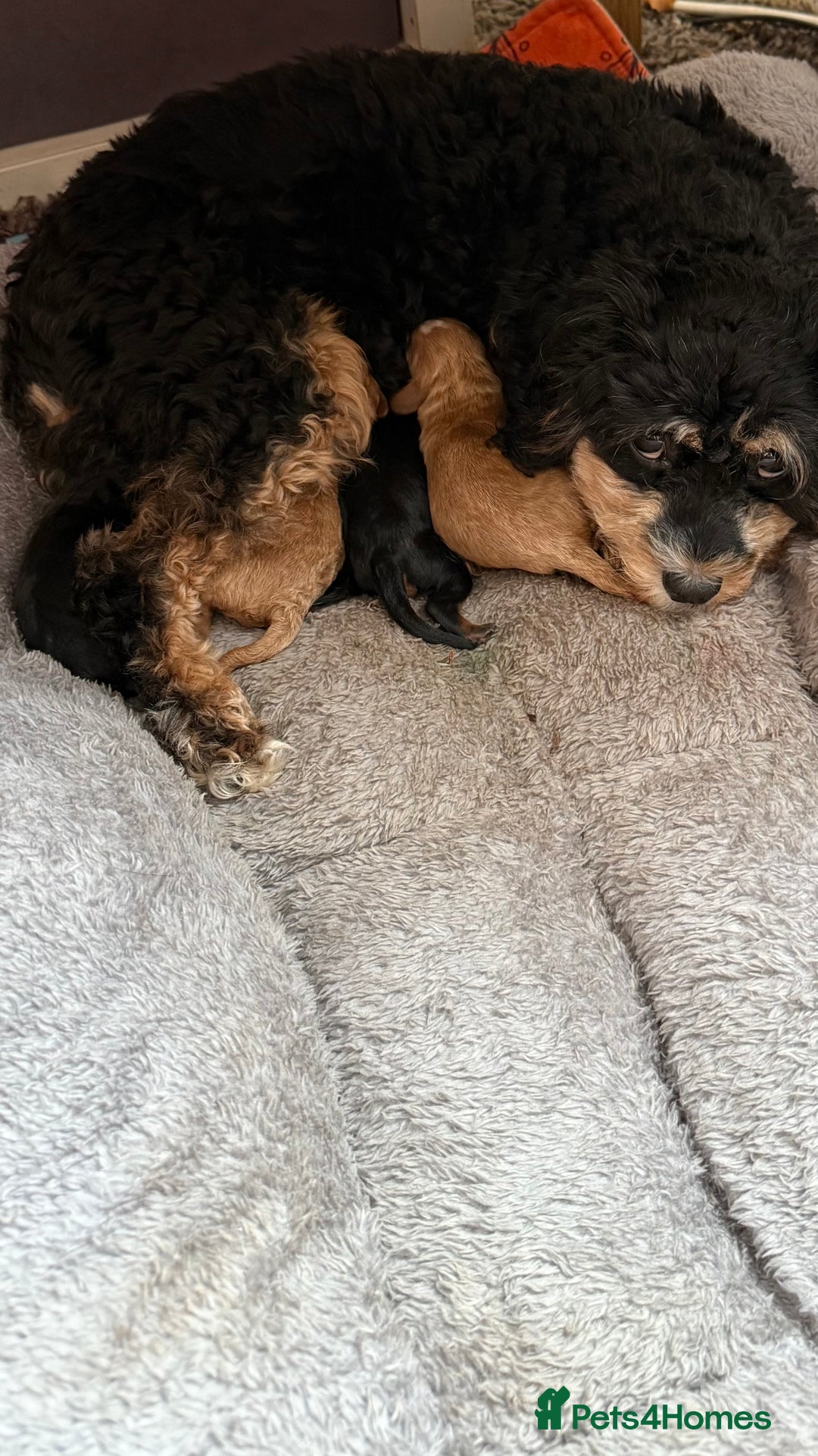 Cavapoo dogs for sale: F1b Cavapoo puppies for sale! - Image 8
