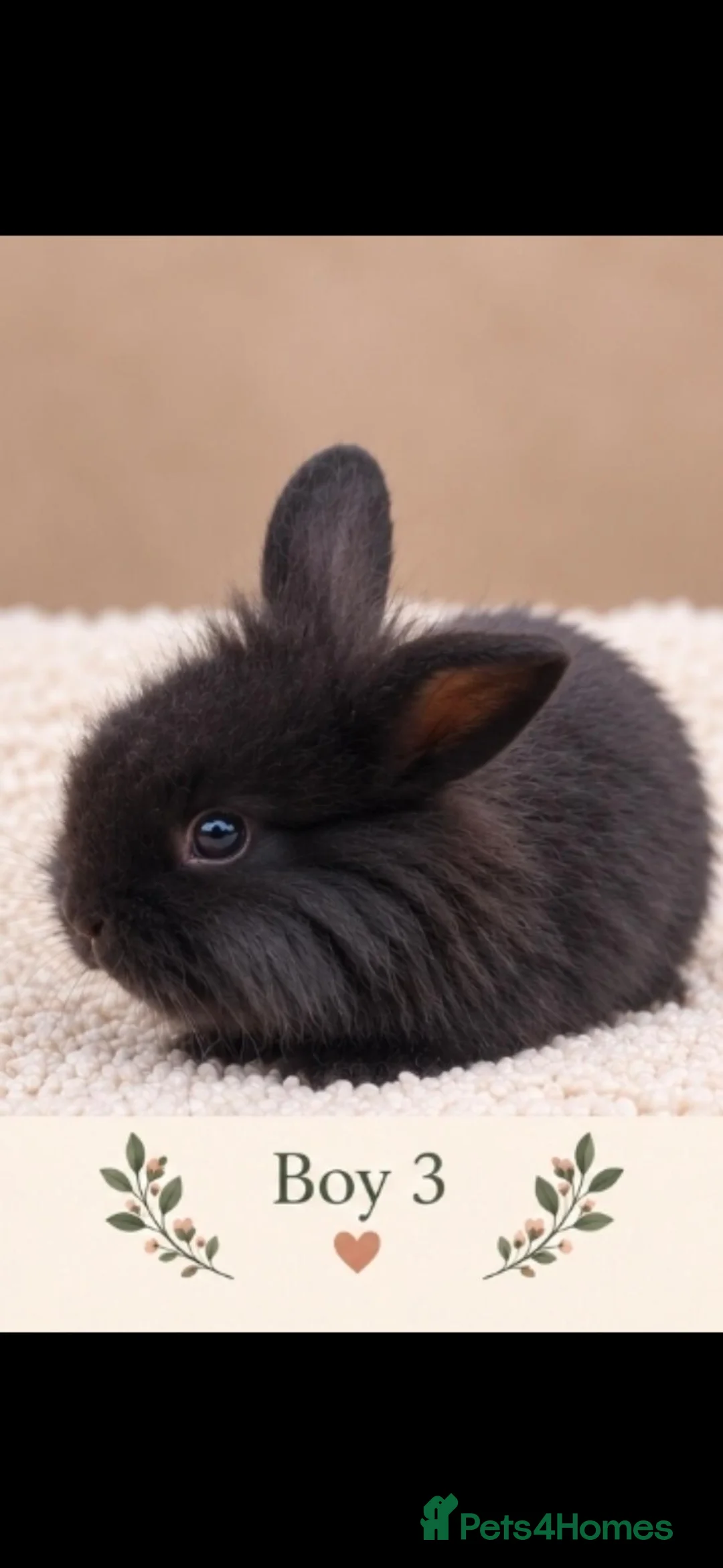 Mini Lion Lop rabbits for sale: 3 for £120 - Adorable fluffy Mini Lion Lop Boys  - Advert 4