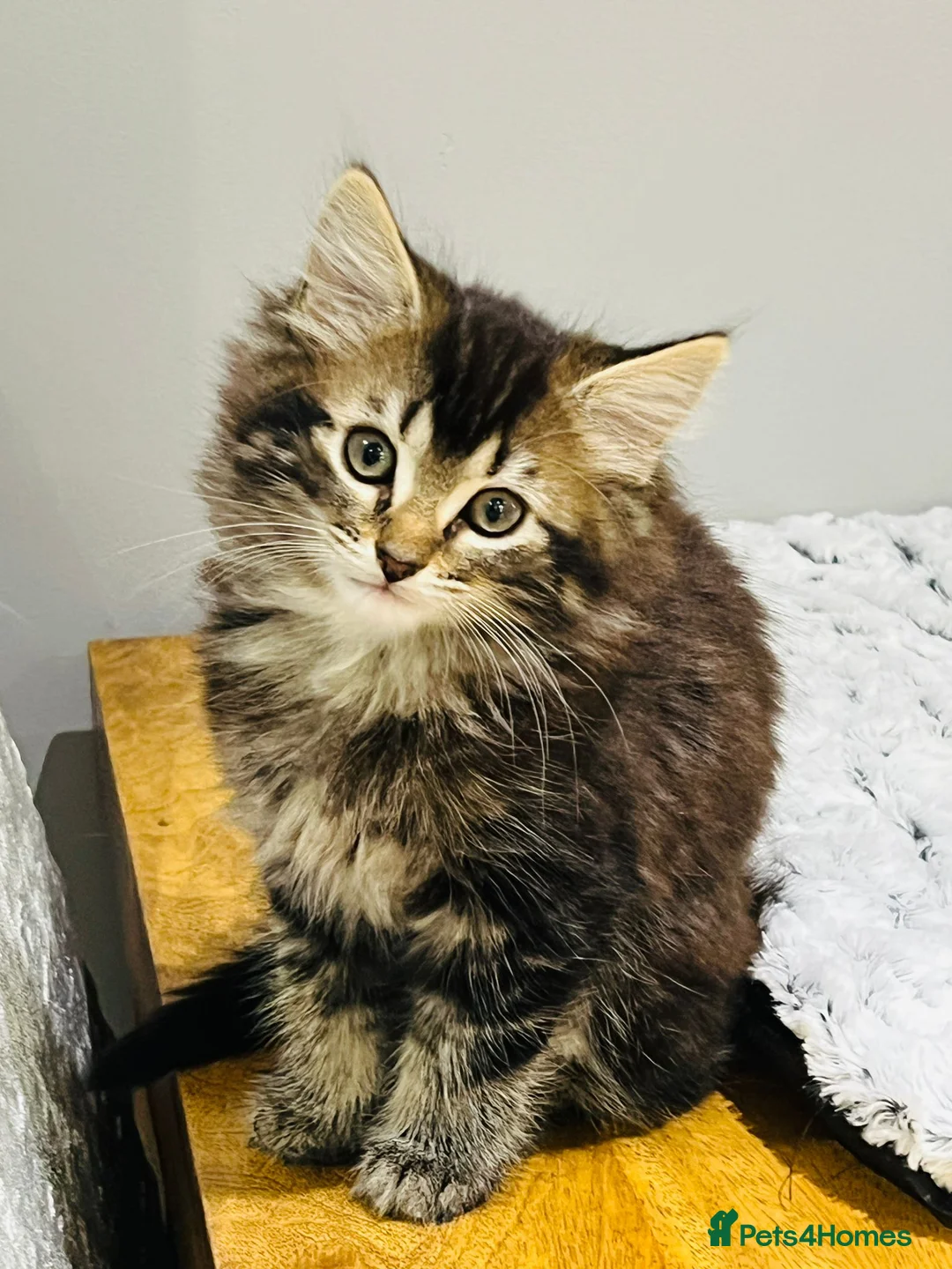 Mixed Breed cats for sale: Kittens 11 weeks old x3 - Advert 5