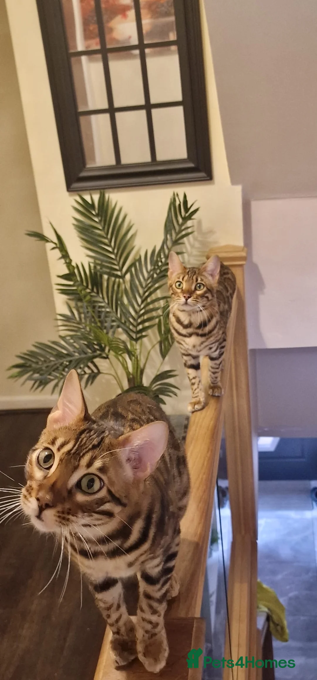 Bengal cats for sale: Pure Breed Bengal Kittens in Bristol - Advert 1