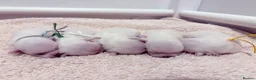Chihuahua dogs for sale: Beautiful chihuahuas from champion lineage  - Advert 16