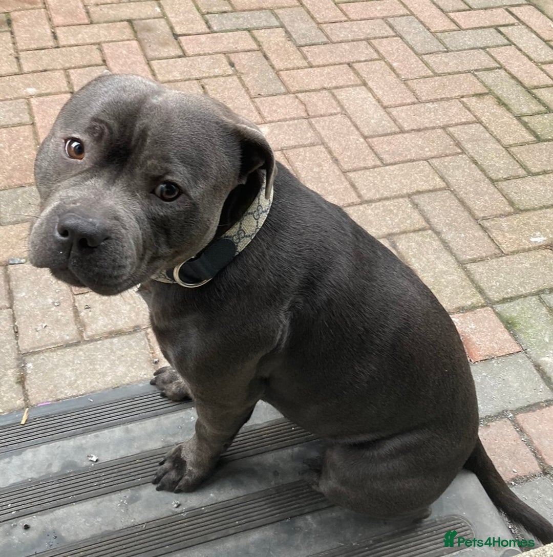 Staffordshire Bull Terrier dogs for sale: KC registered staffordshire bull terrier - Advert 3