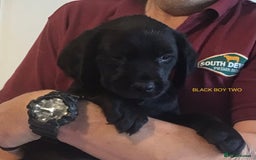 Cockerdor dogs for sale: Superb Quality Cockador Puppies, SHROPSHIRE  - Image 28