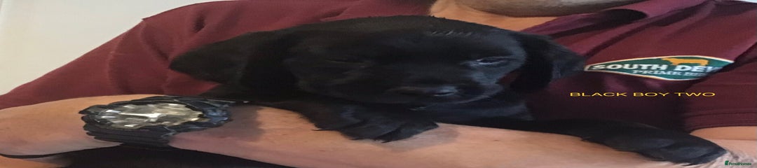 Cockerdor Puppy 2