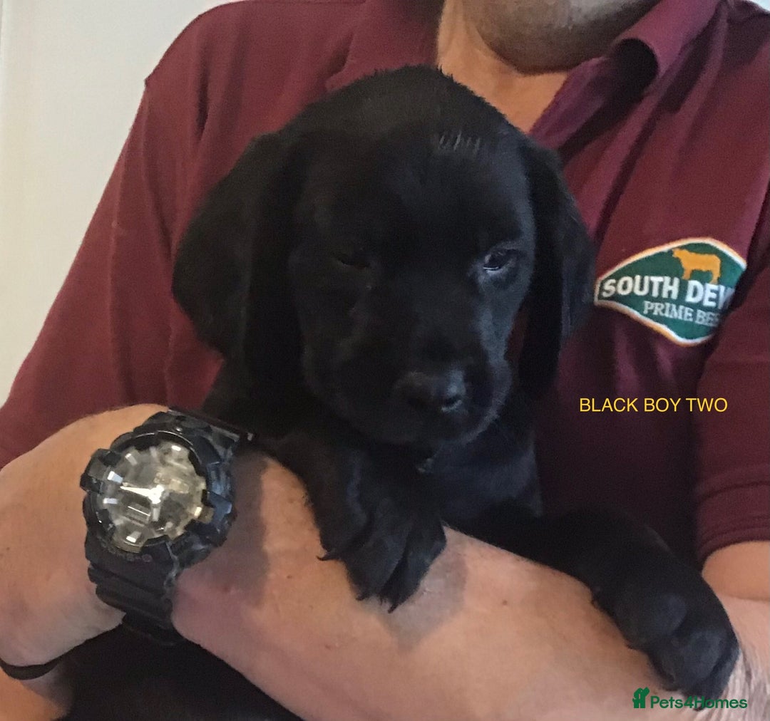 Cockerdor dogs for sale: Superb Quality Cockador Puppies, SHROPSHIRE  - Image 28