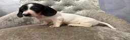 Miniature Dachshund dogs for sale: REDUCED Venus Rocket and Comet piebald dachshunds  - Advert 22
