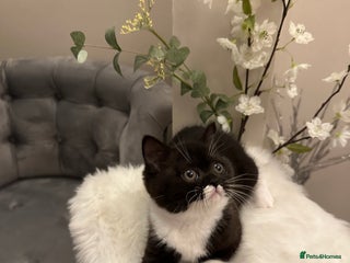 British Shorthair cats - Advert 18