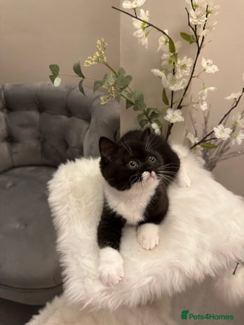 British Shorthair cats - Advert 2