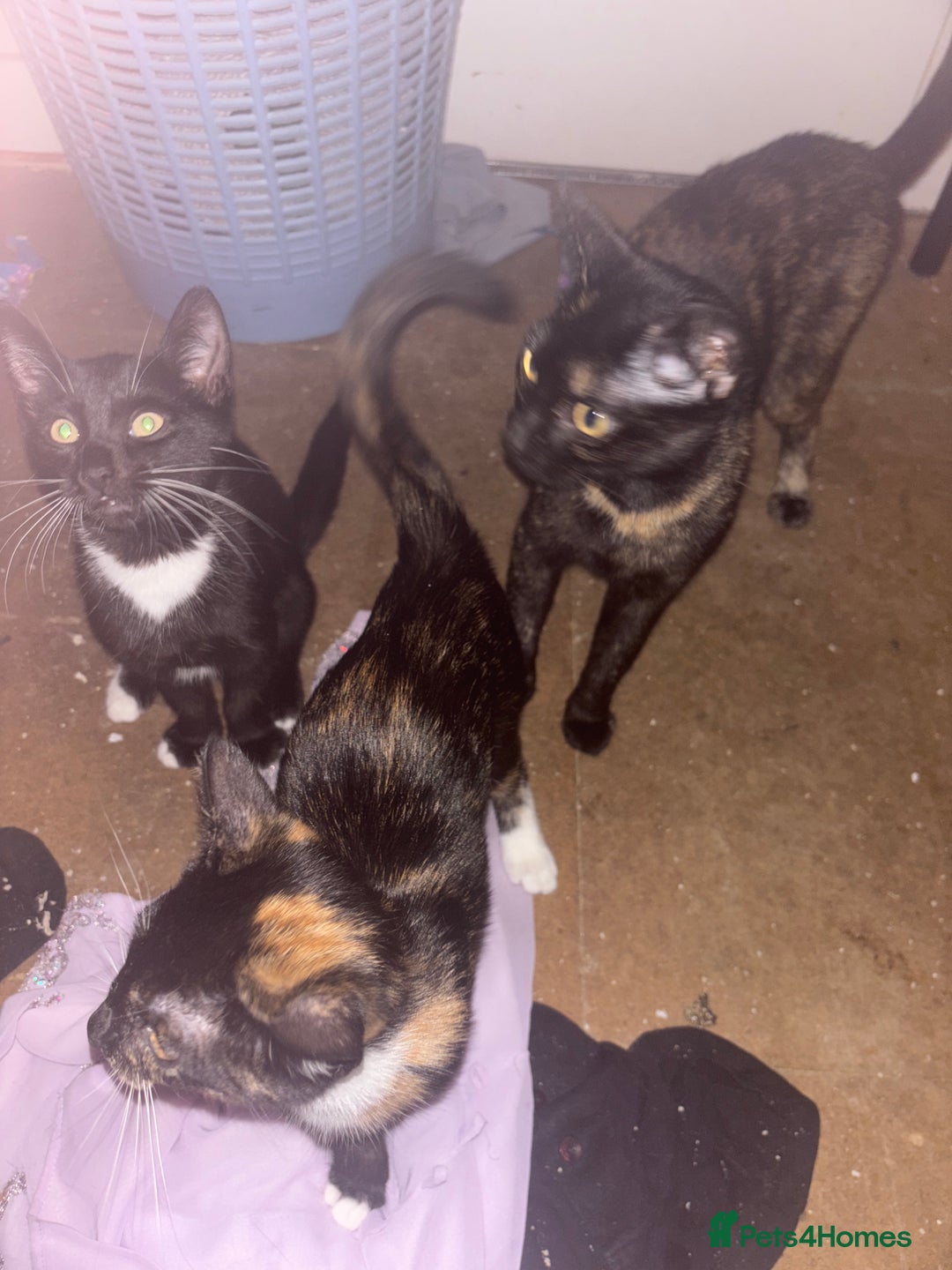 British Shorthair cats for sale: 4 kittens and 1 mum - Image 4