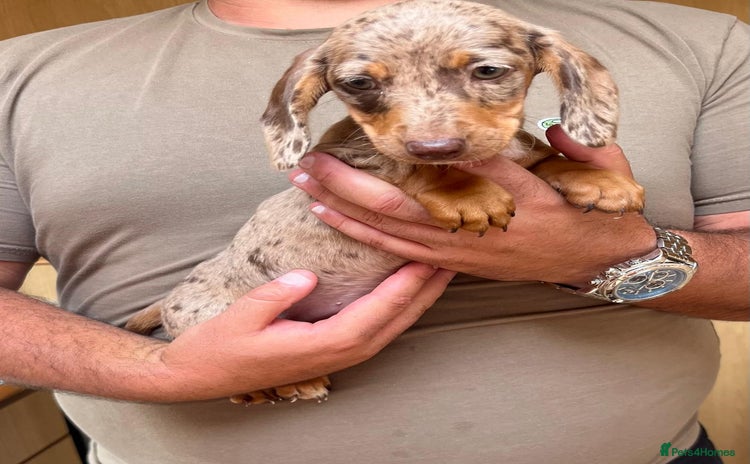 Miniature Dachshund dogs - Advert 12