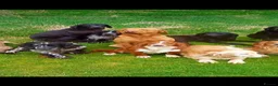Labradoodle dogs for sale: Labradoodle puppies  in Banchory - Advert 17