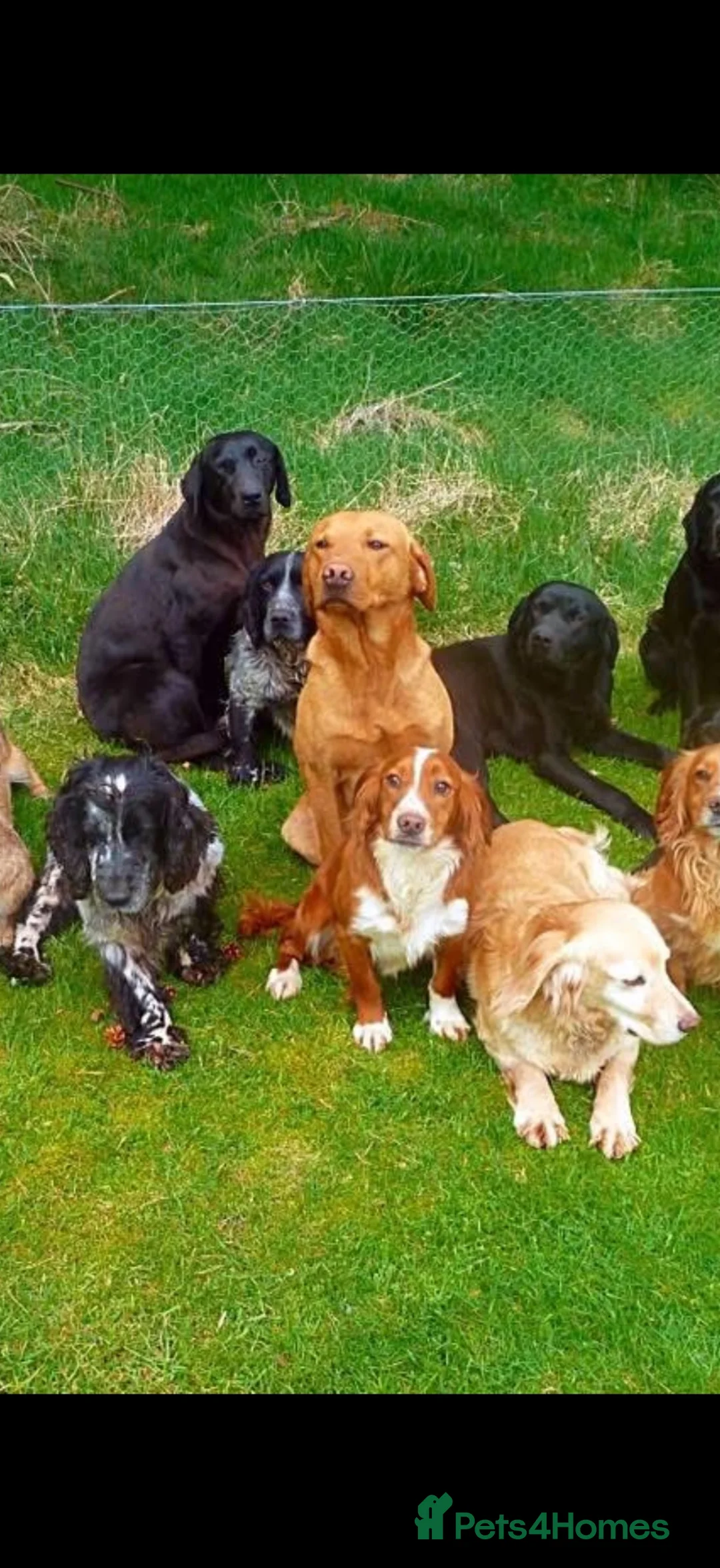 Labradoodle dogs for sale: Labradoodle puppies  in Banchory - Advert 17