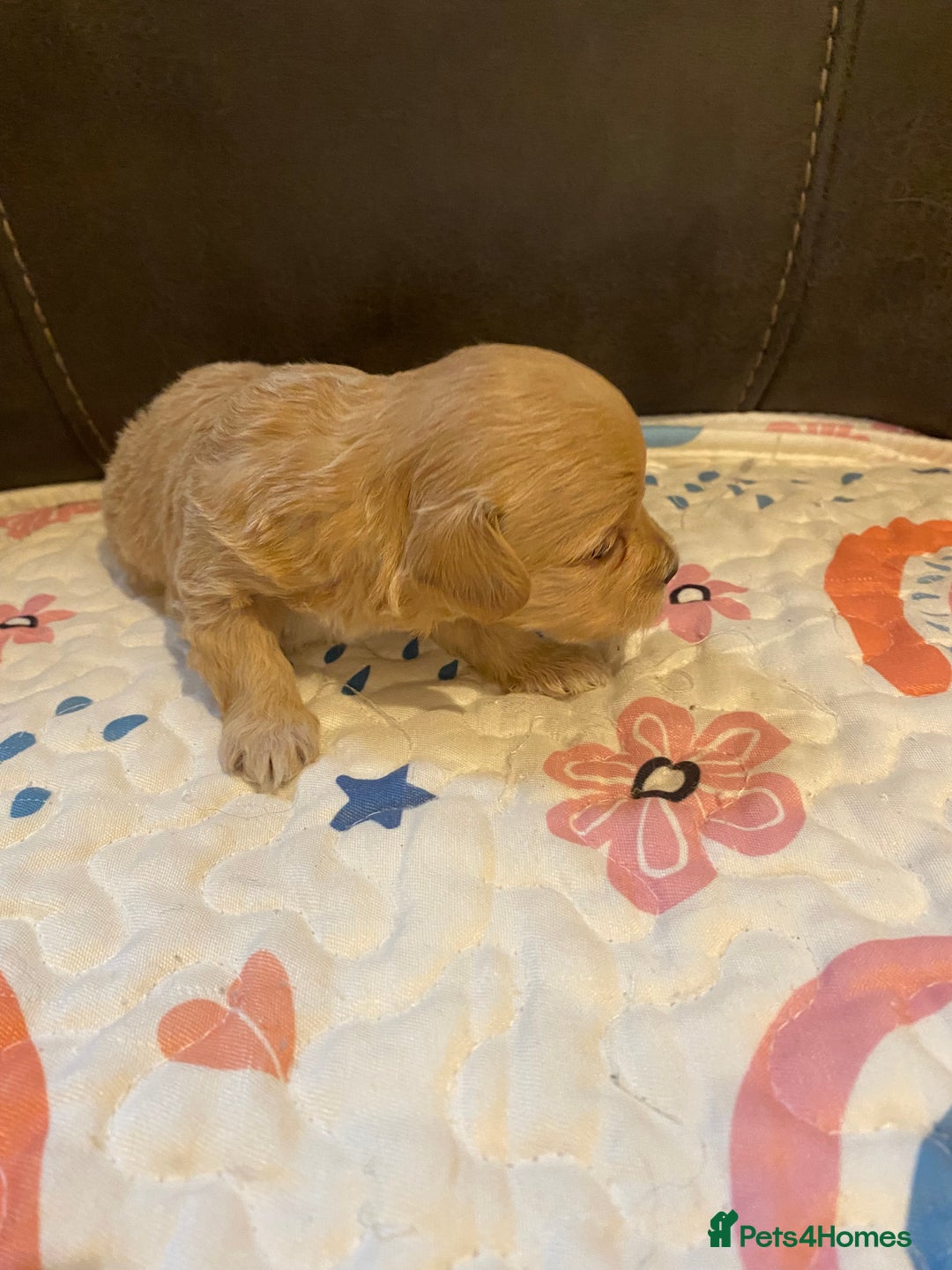 Maltipoo dogs for sale: Adorable Maltipoos Puppies  - Advert 21