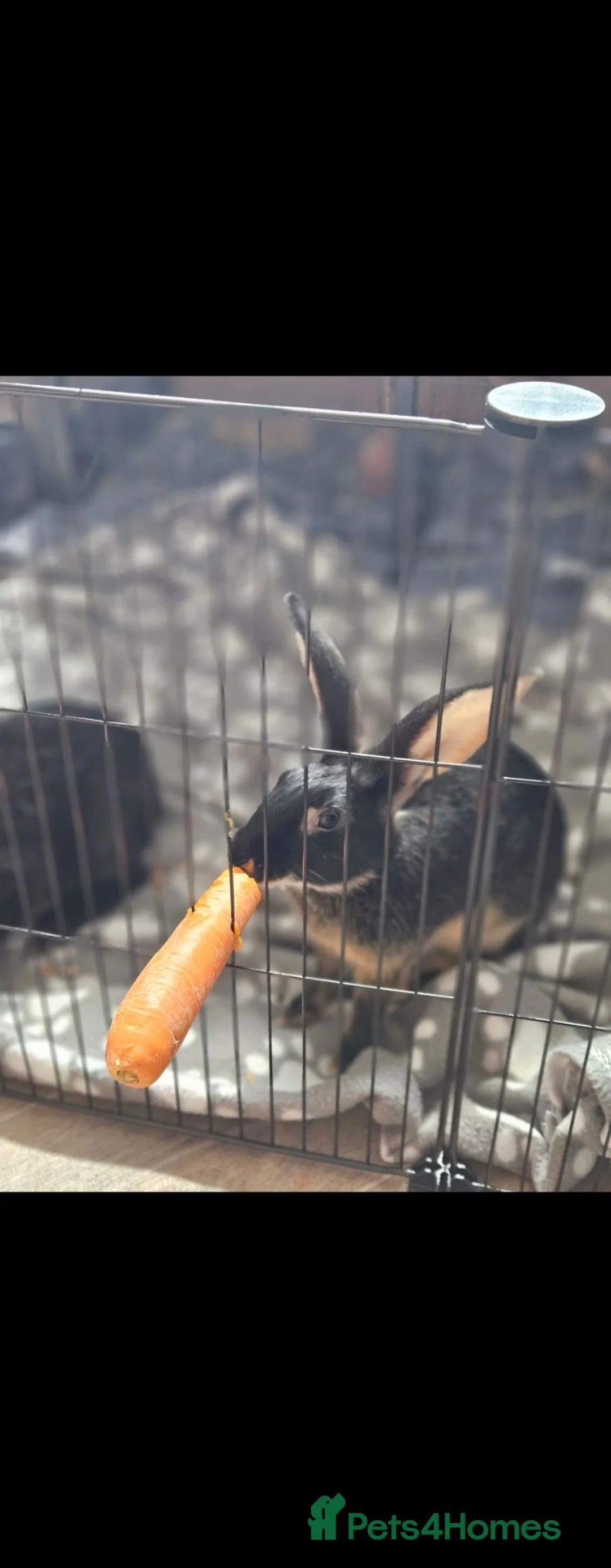 Mixed Breed rabbits for sale: Gorgeous rabbit in Stoke-on-Trent - Advert 3