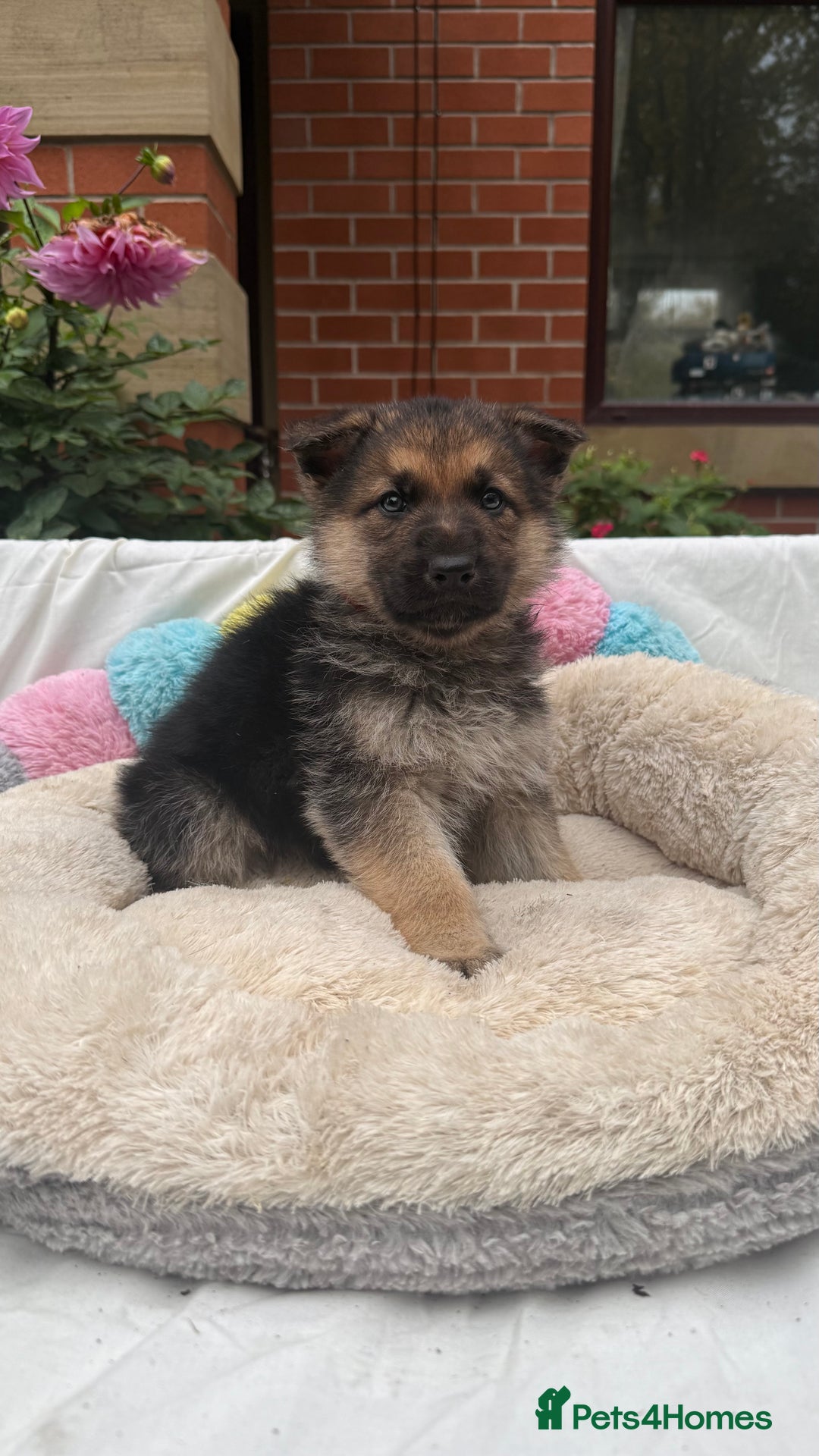 German Shepherd dogs for sale: CUTE golden/black German Shepherd puppies for sale - Advert 4