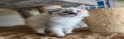 Ragdoll cats for sale: Gorgeous seal tabby male Ragdoll kittens  - Advert 22