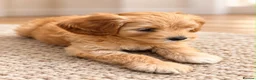 Mixed Breed dogs for sale: One off litter of Stunning coloured Maltipoos - Advert 6