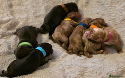 Cockapoo dogs for sale: Stunning f1b cockapoo puppies - Image 8