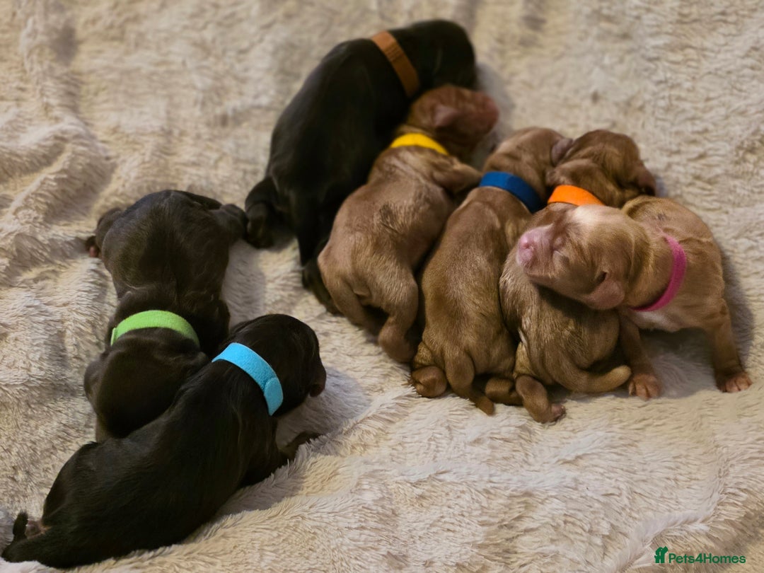 Cockapoo dogs for sale: Stunning f1b cockapoo puppies - Image 8