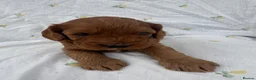 Cavapoo dogs for sale: Cavapoo Puppies Looking for their Forever Homes  - Advert 27