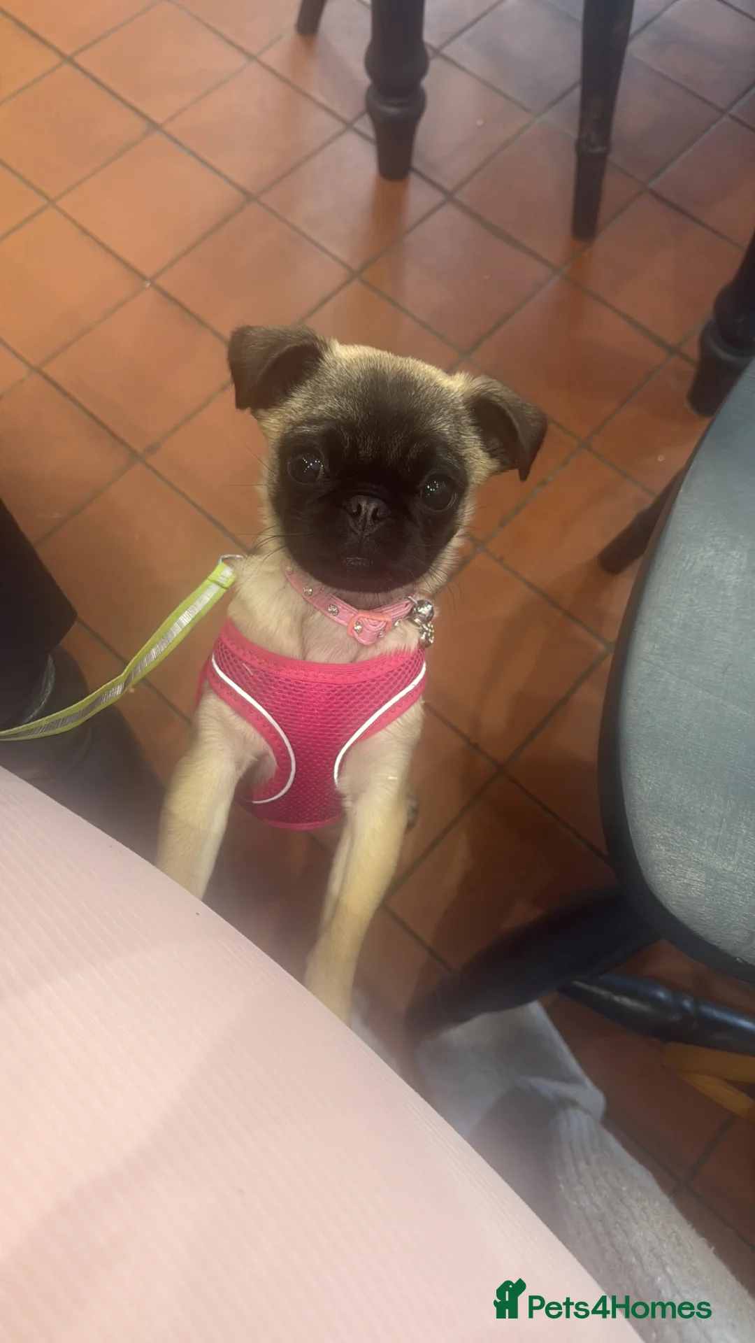 Pug dogs for sale: Tiny little pug girl olive 🫒  in Chislehurst - Advert 2