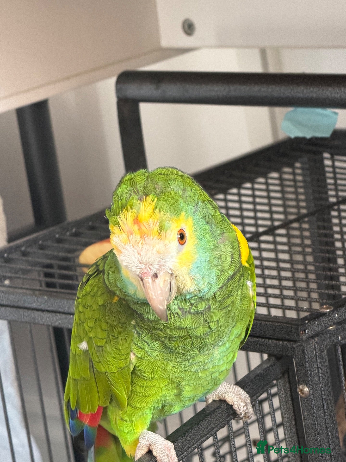 Parrots birds for sale: Yellow shoulde Amazon parrot  - Advert 4