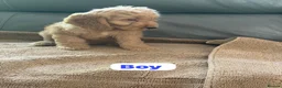 Cockapoo dogs for sale: OUTSTANDINGADORABLE F1 SHOW TYPE COCKAPOO - Advert 10