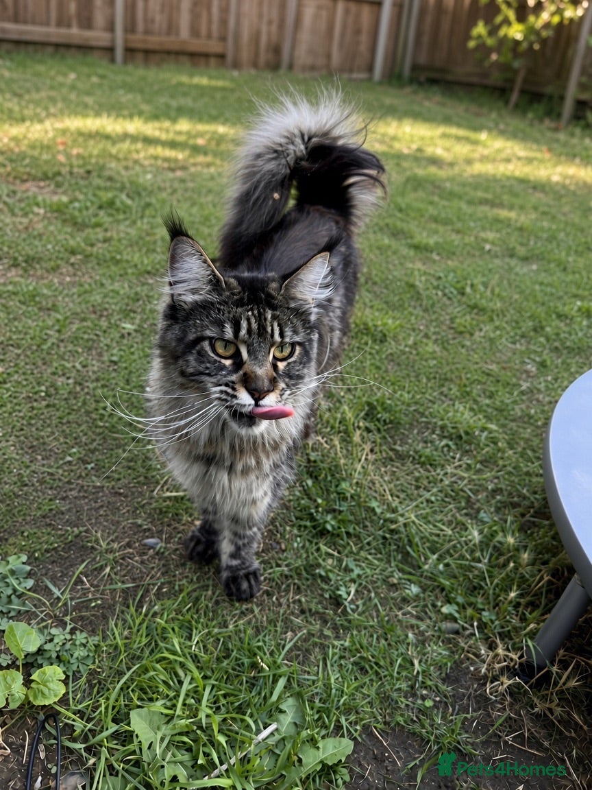 Mixed Breed cats Fluffy Maine Coon Mix kittens - Stunning Litter - Advert 17
