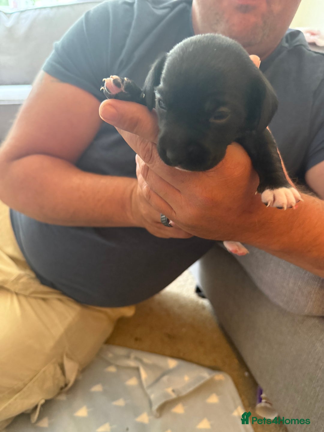 Mixed Breed dogs for sale: Doxla  - Image 4