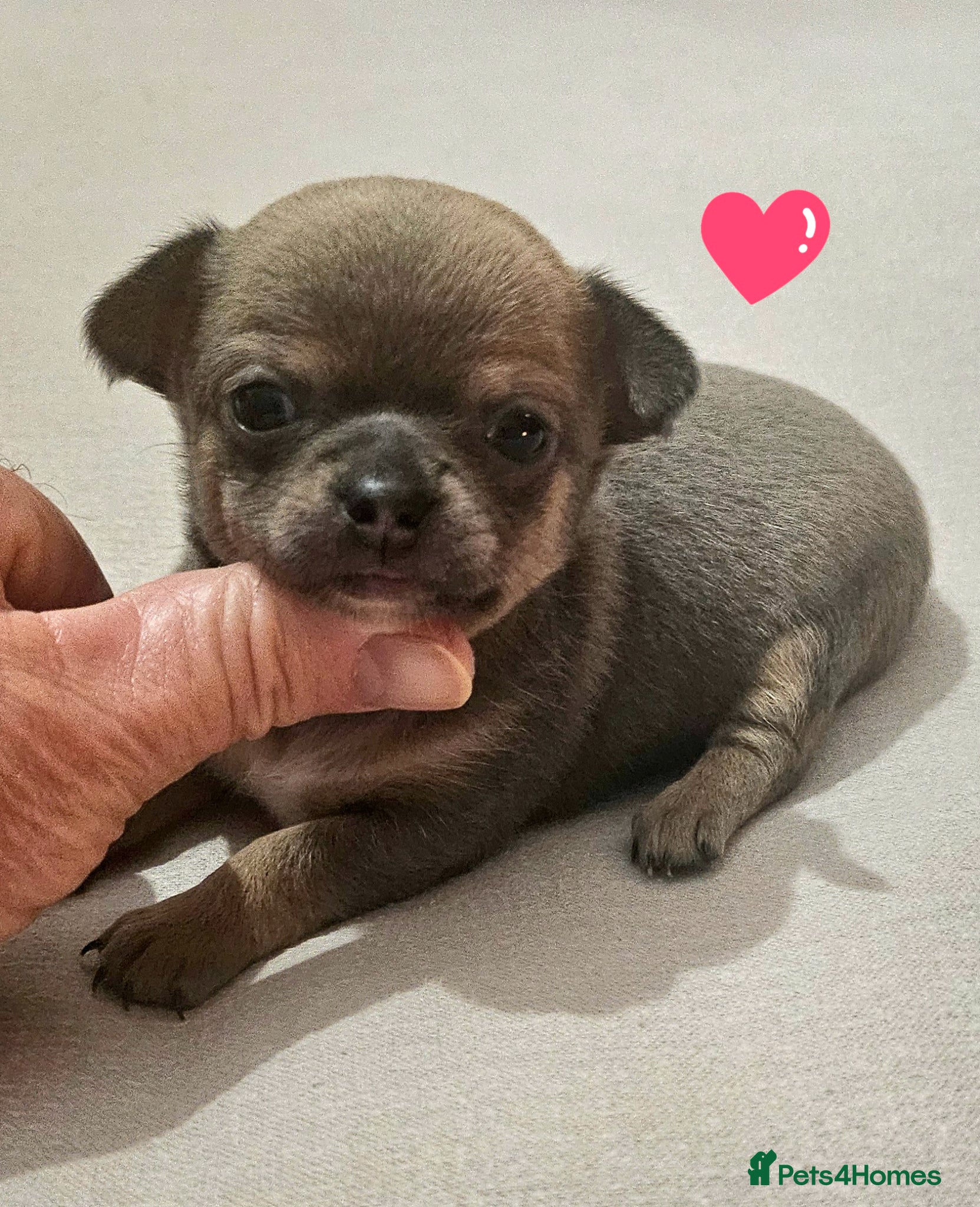 Chihuahua dogs SmoothCoat Chihuahua  - Advert 4