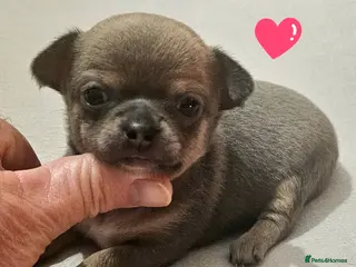 Chihuahua dogs SmoothCoat Chihuahua - Advert 4