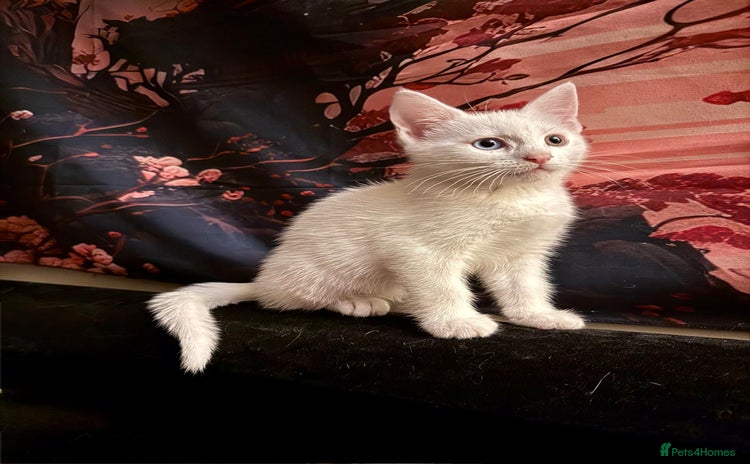 Khao Manee cats - Advert 2