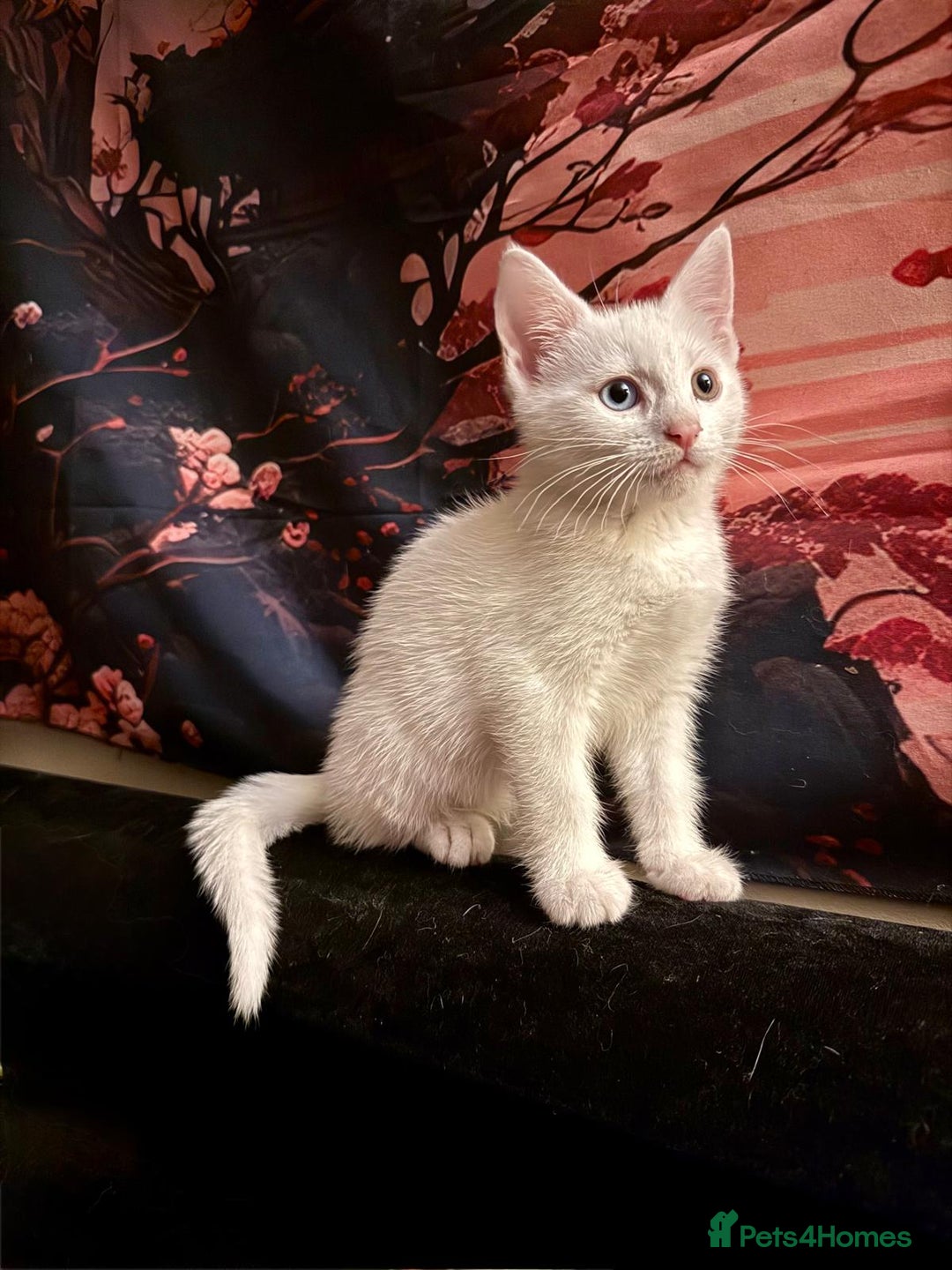 Khao Manee cats for sale: Khao manee cross British short hair - Image 1