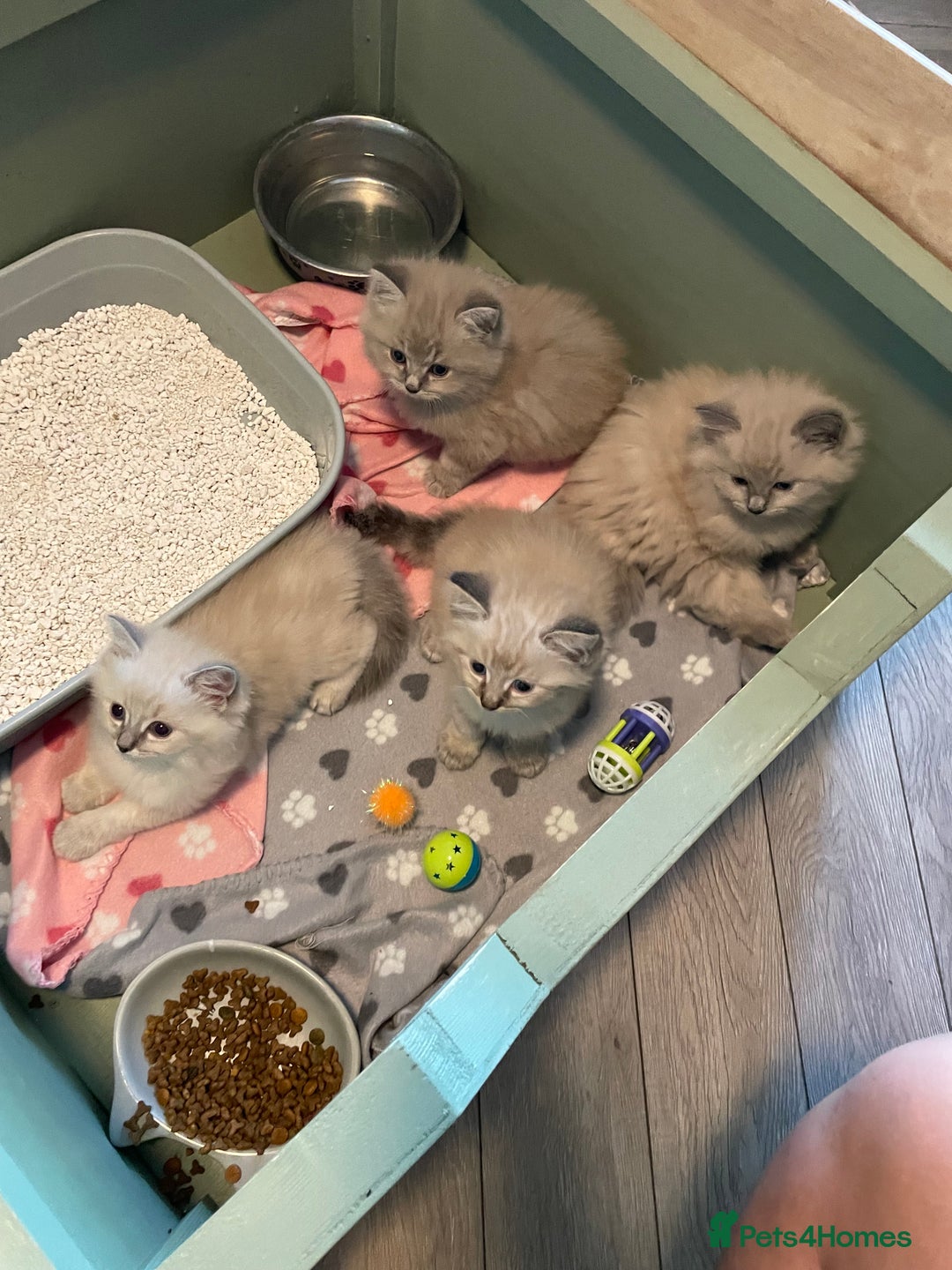 Ragdoll cats for sale: Ragdoll kittens   in Southampton - Image 13
