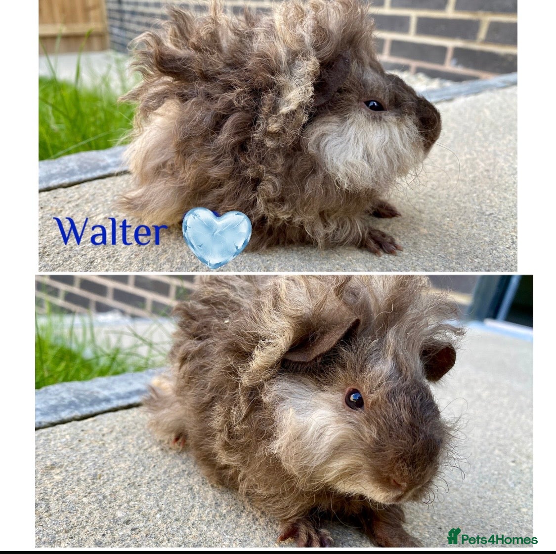 Guinea Pig rodents Pedigree Lunkarya Cali Guinea pigs - Advert 8