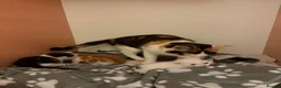 Mixed Breed cats for sale: Three adorable kittens  - Advert 15