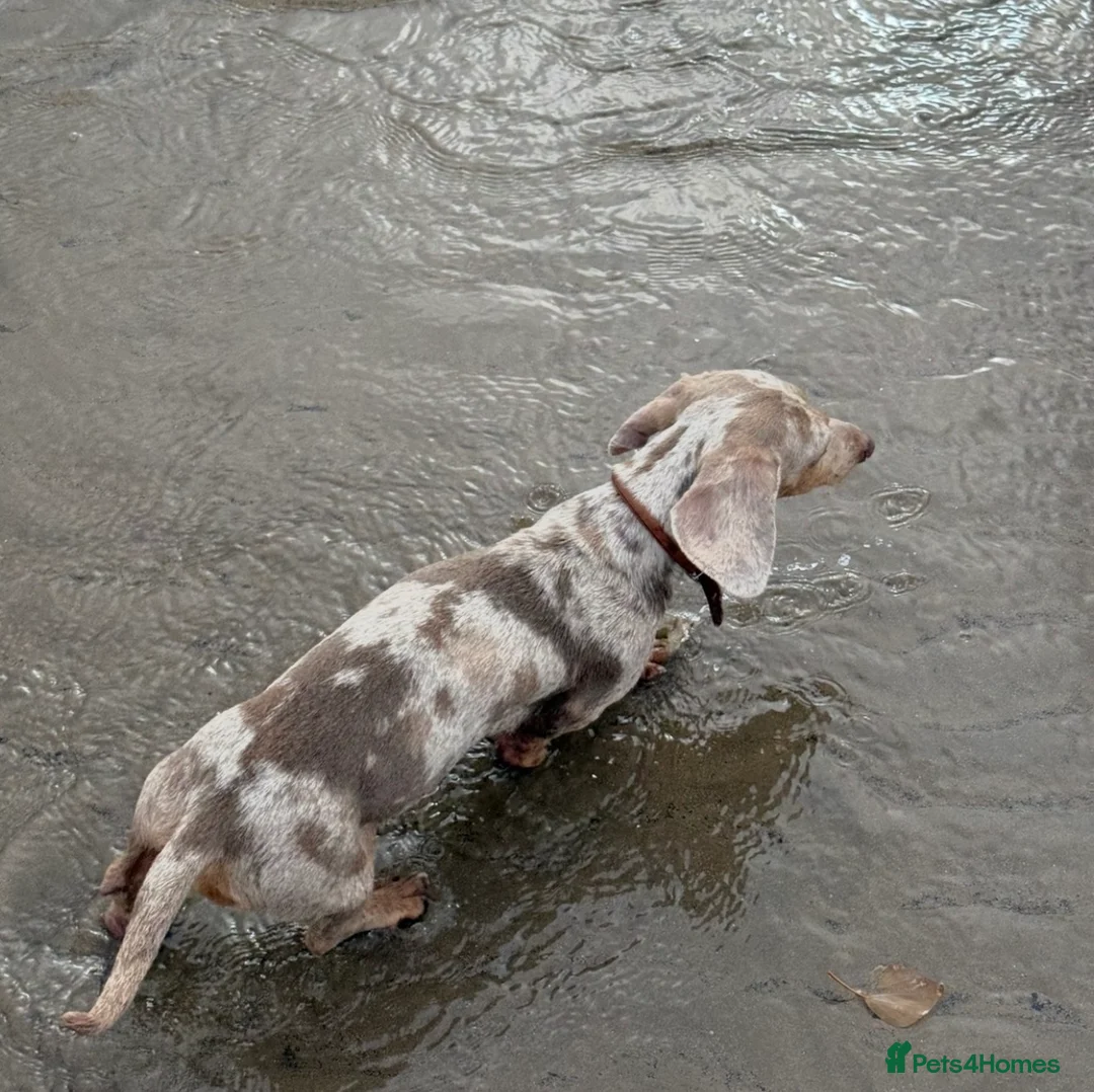 Miniature Dachshund dogs for sale: Dapple miniature dachshund  - Advert 2