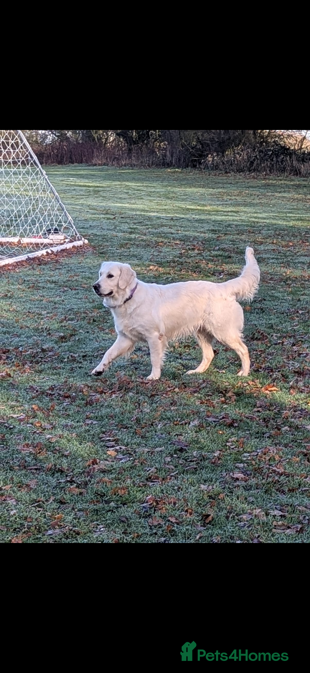 Golden Retriever dogs for sale: 🐾 Golden Retriever Puppies Available Soon! 🐾 - Advert 3